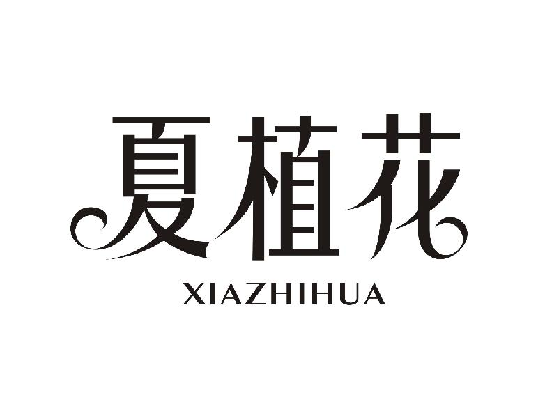 夏植花XIAZHIHUA